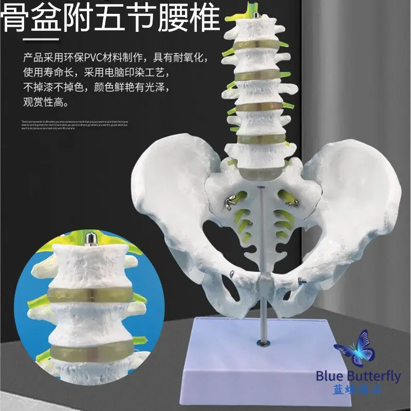 Five segment lumbar spine with pelvic model, natural large male pelvic model, five segment lumbar spine model
Five segment lumbar spine with pelvic model, natural large male pelvic model, five segment lumbar spine model