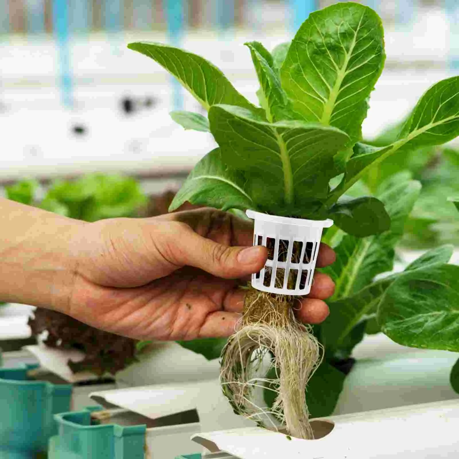 50 Pcs Container Planting Basket Net Pots Cups Plastic Hydroponic Germination Baskets
50 Pcs Container Planting Basket Net Pots Cups Plastic Hydroponic Germination Baskets