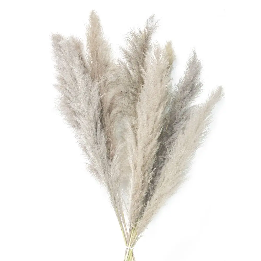 80cm Pampas Grass Large Fluffy Grey Pampas Living Room Large Reed Dried Flowers Bouquet Boho Wedding Party Arch Decoration
80cm Pampas Grass Large Fluffy Grey Pampas Living Room Large Reed Dried Flowers Bouquet Boho Wedding Party Arch Decoration