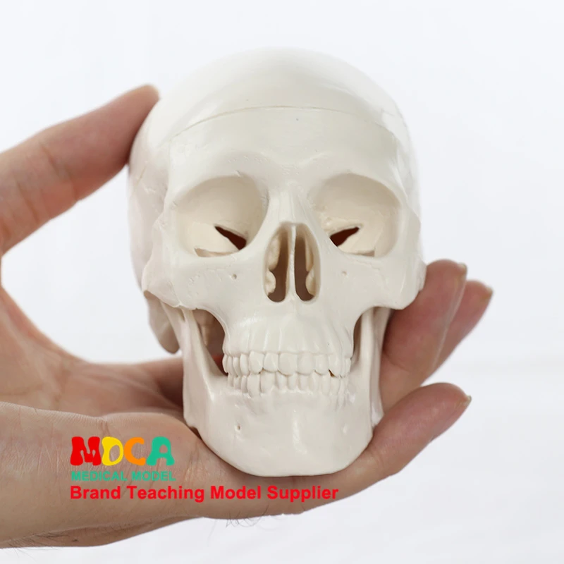 Mini Skull Model Small Size Human Medical Anatomical Adult Head Bone for Education Teaching Tool
Mini Skull Model Small Size Human Medical Anatomical Adult Head Bone for Education Teaching Tool