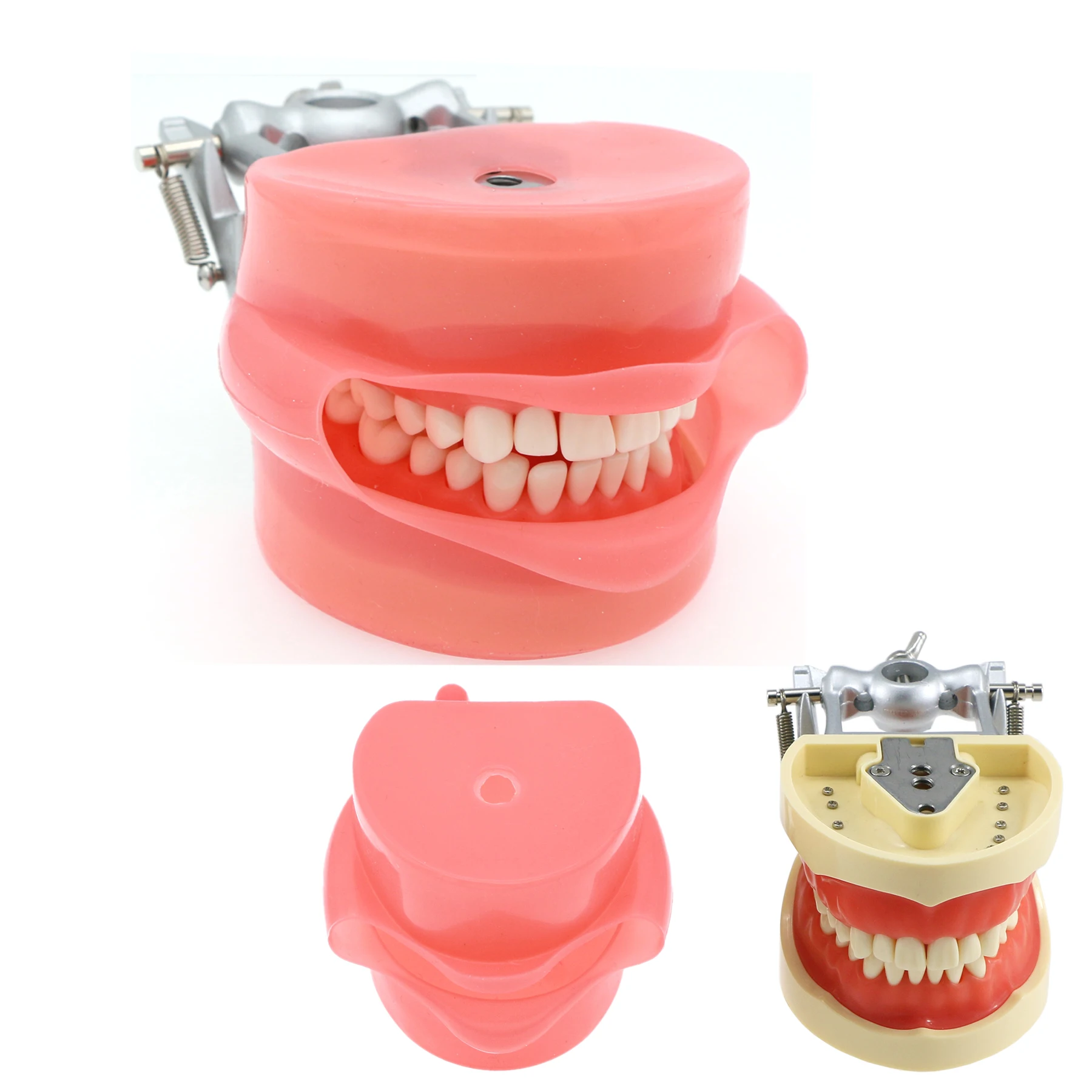 Dental Model Typodont 32Pcs Removable Teeth and Simulation Cheek Compatible With Kilgore Nissin 200 for Dentist Teaching Demo
Dental Model Typodont 32Pcs Removable Teeth and Simulation Cheek Compatible With Kilgore Nissin 200 for Dentist Teaching Demo