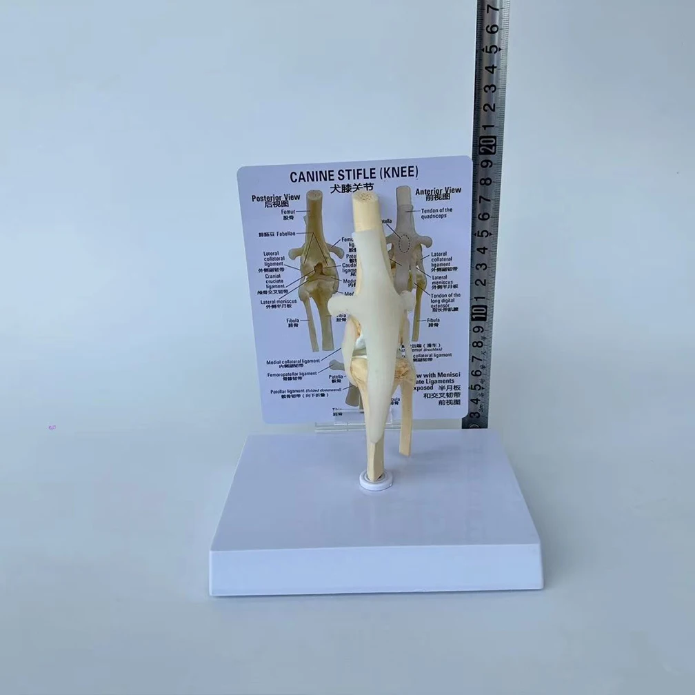 

Модель коленного сустава собаки модель анатомии сустава собаки с ключом руководство по анатомии костей животных медицина наука ветеринар