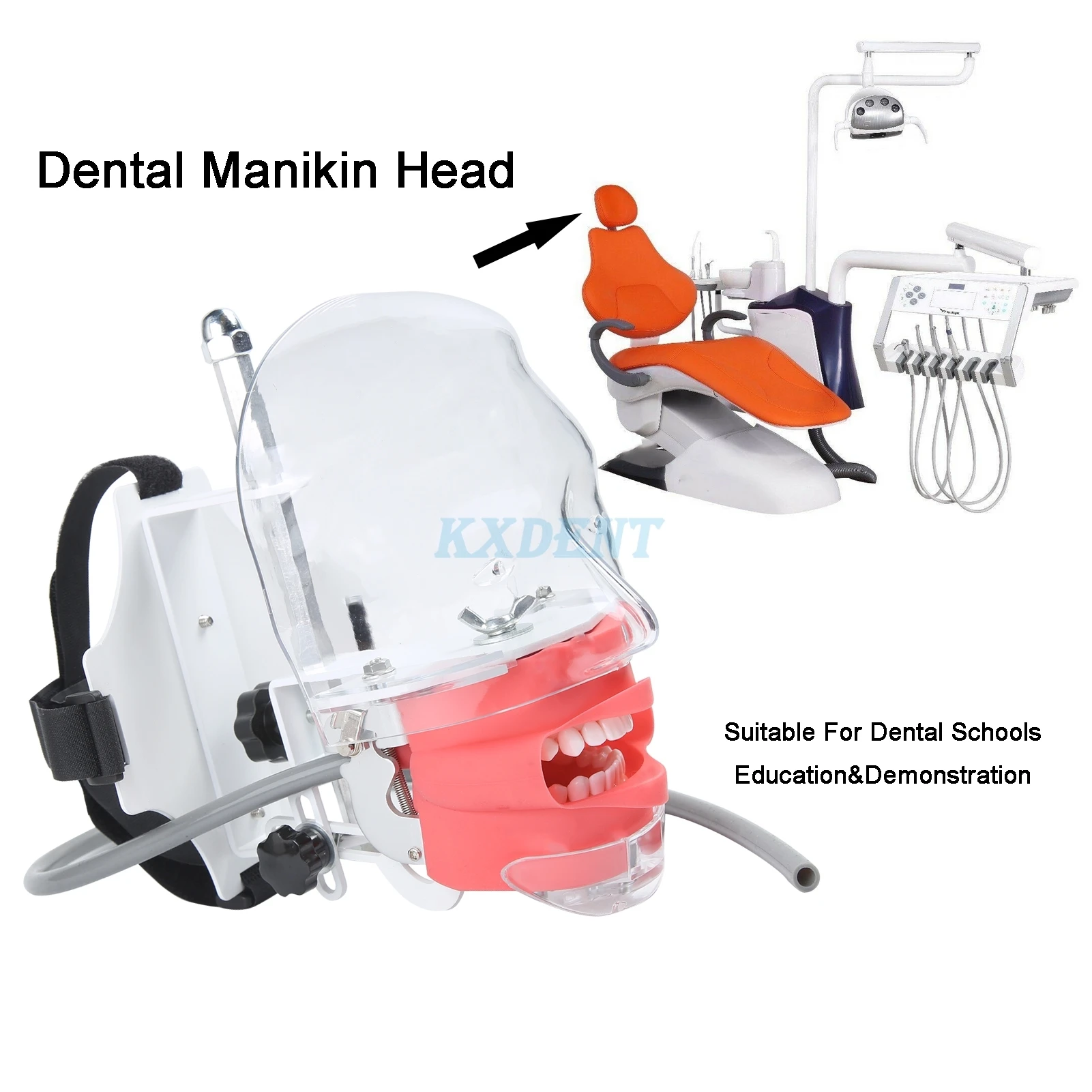 

Dental Simulator Phantom Head Dental Simple Head Model With Teeth For Dentist Teaching Practice Training Dental Lab Tools