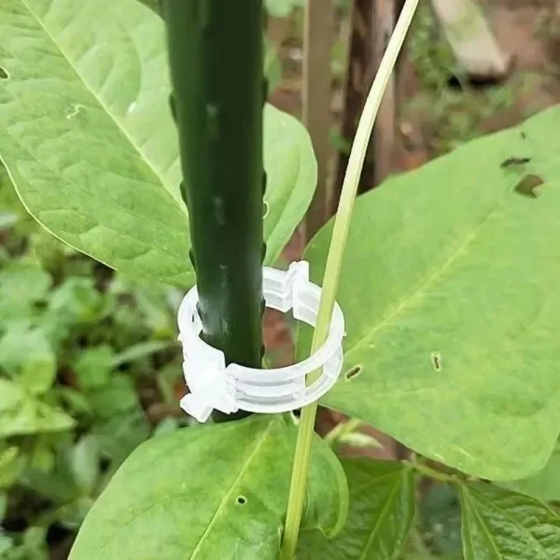 Tomato Vine Support Clips Sf875939a66c6425b8d5ff3e470a8d8ee0