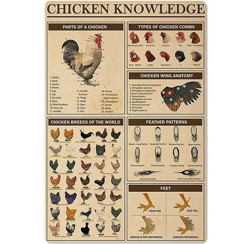 Chicken Knowledge Metal Tin Sign Chicken Breeds of The World Infographics Retro Poster Plaque for Club Cafe Bar Home Kitchen
Chicken Knowledge Metal Tin Sign Chicken Breeds of The World Infographics Retro Poster Plaque for Club Cafe Bar Home Kitchen