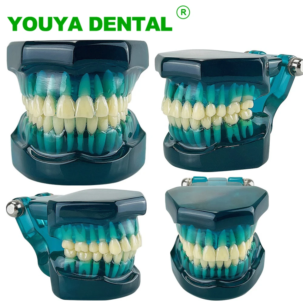 

Dental Teeth Model Teaching Study Demonstration Tools Standard Typodont Jaw Model Dentistry Dentist Practice Training Models