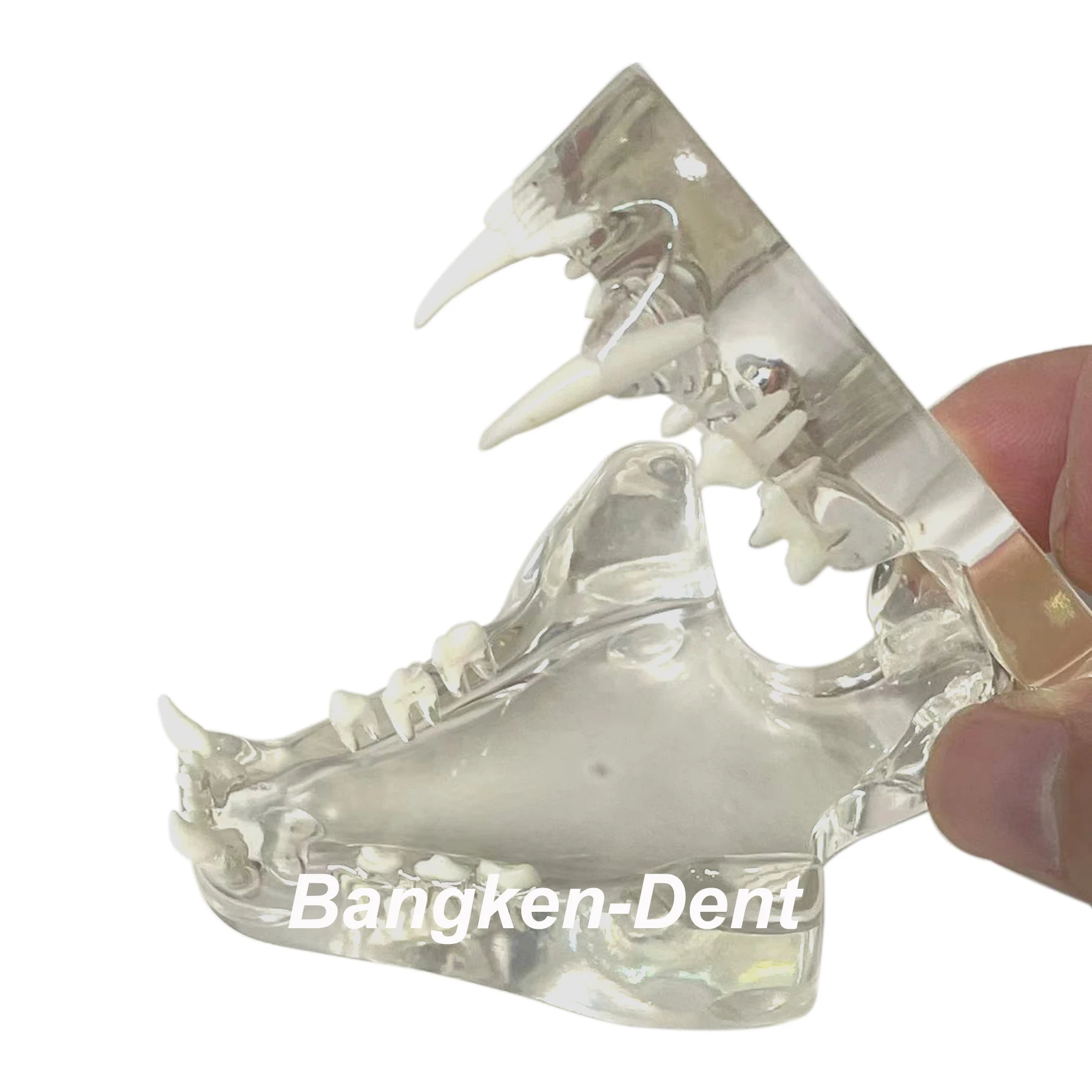 Dental Cat Teeth Model Oral Clear Pet Clinic Anatomical Tooth Jaw Canine Veterinary Education Decoration Demonstrate
Dental Cat Teeth Model Oral Clear Pet Clinic Anatomical Tooth Jaw Canine Veterinary Education Decoration Demonstrate