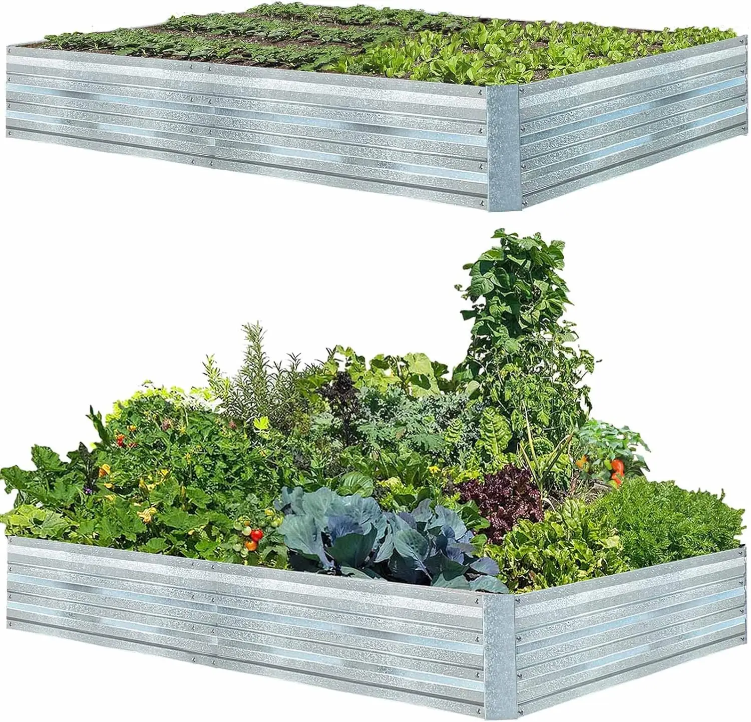 USA Raised Garden Beds for Vegetables Large Metal Planter Box Steel Kit Flower Herb (8 x 4 x 1 ft * 2 Pack, Galvanized)
USA Raised Garden Beds for Vegetables Large Metal Planter Box Steel Kit Flower Herb (8 x 4 x 1 ft * 2 Pack, Galvanized)
