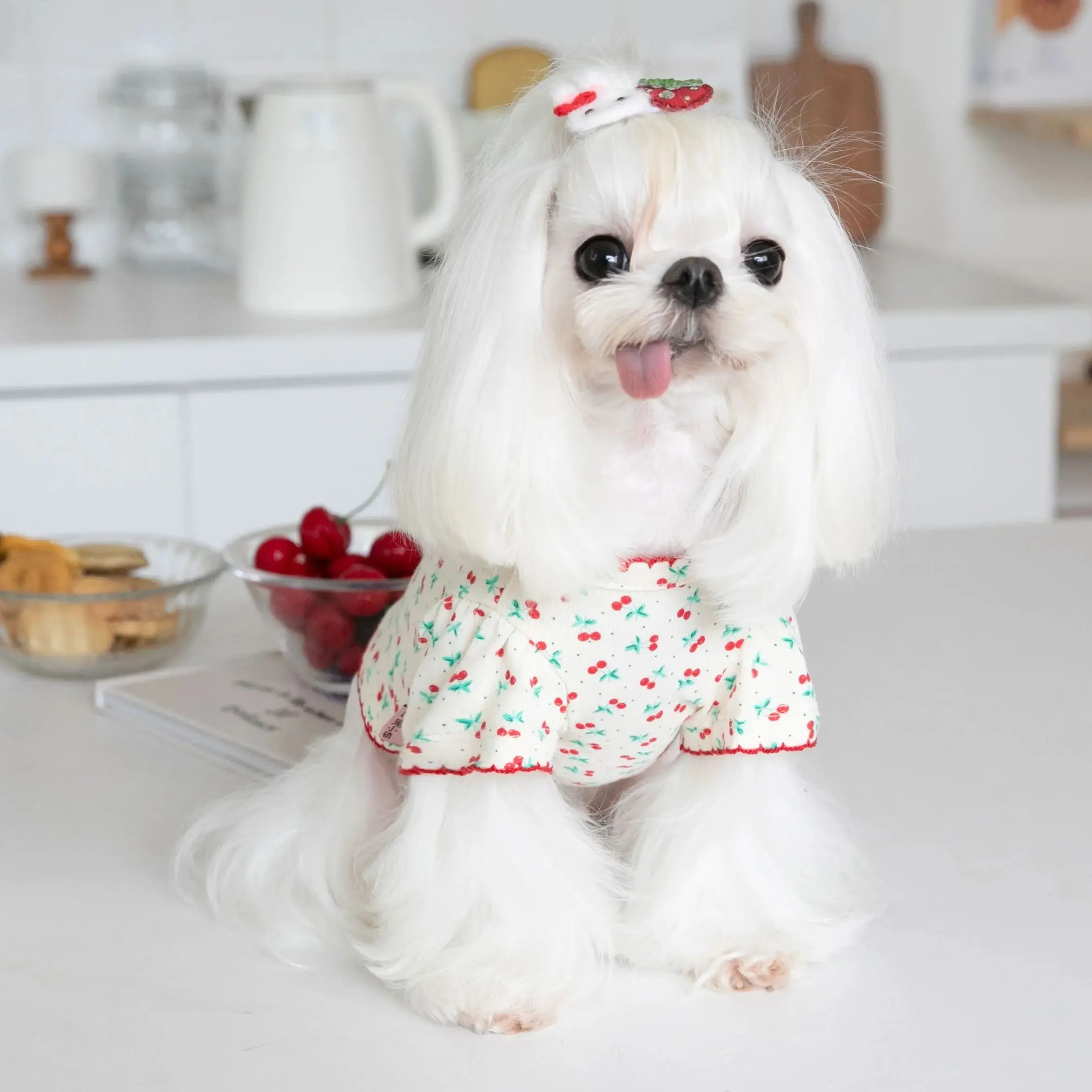 Cute Cherry Print Pet Clothes, Cat Clothes, Dog T-Shirt, Lovely Teddy, Bichon, Autumn, Winter
Cute Cherry Print Pet Clothes, Cat Clothes, Dog T-Shirt, Lovely Teddy, Bichon, Autumn, Winter