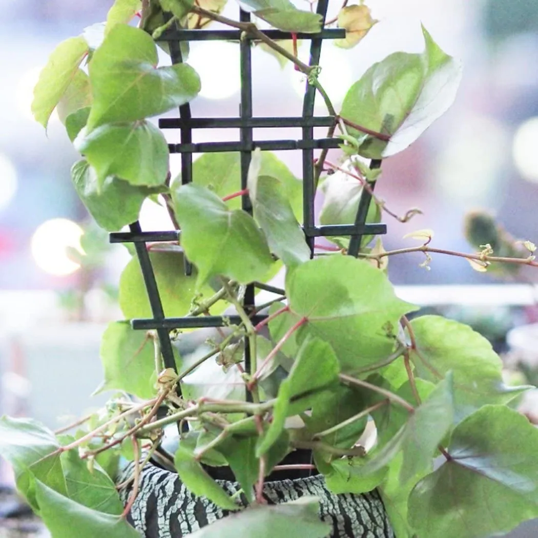 Plant Ties Plant Support Climbing Trellis 2pcs/set Garden Plant Growing Cages Stake Plastic Pot Frame Practical
Plant Ties Plant Support Climbing Trellis 2pcs/set Garden Plant Growing Cages Stake Plastic Pot Frame Practical