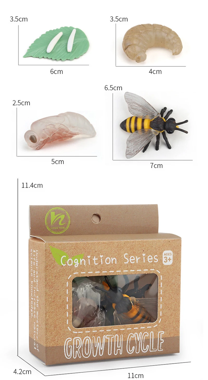 Tierlebenszyklus Kinderspielzeug Simulation Pflanzenmodell Montessori Lehrmittel Tierwachstumszyklus Modell Set Kognitives Spielzeug Tierlebenszyklus Kinderspielzeug Simulation Pflanzenmodell Montessori Lehrmittel Tierwachstumszyklus Modell Set Kognitives Spielzeug