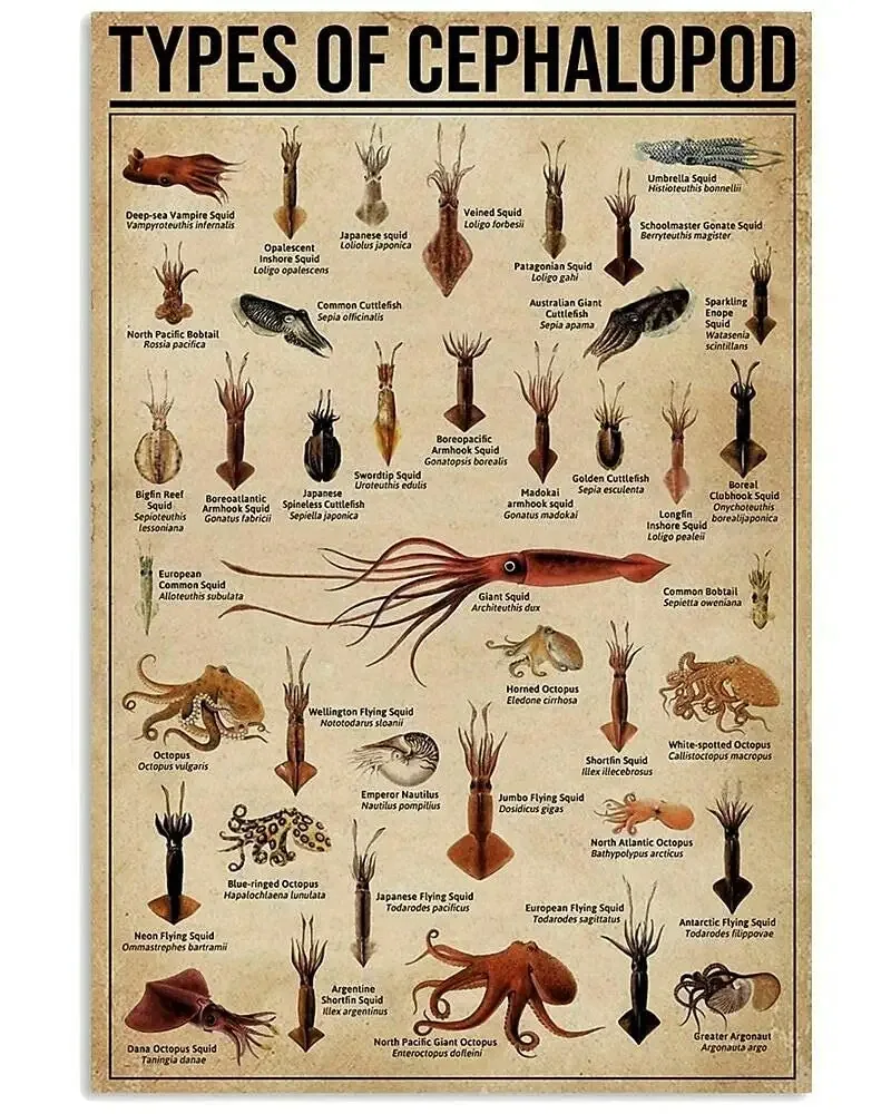 Animal Knowledge Metal Tin Sign Type of Cephalopod Chart Poster Farm Outdoor School Club Wall Decoration Plaque
Animal Knowledge Metal Tin Sign Type of Cephalopod Chart Poster Farm Outdoor School Club Wall Decoration Plaque