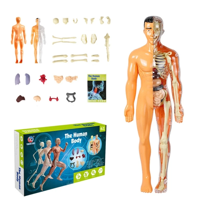Kids Fun Mannequin Educational Toys Simulation Removable Human Body Parts Organs Model Science Learning STEM Toy for Children
Kids Fun Mannequin Educational Toys Simulation Removable Human Body Parts Organs Model Science Learning STEM Toy for Children