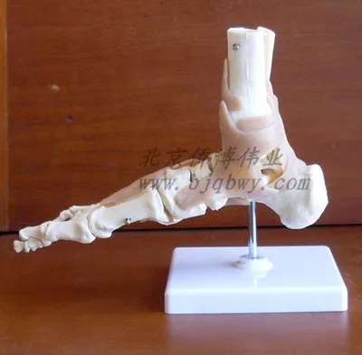 Functional ankle joint model foot joint anatomy model foot joint model with the ligament of the human foot bone
Functional ankle joint model foot joint anatomy model foot joint model with the ligament of the human foot bone
