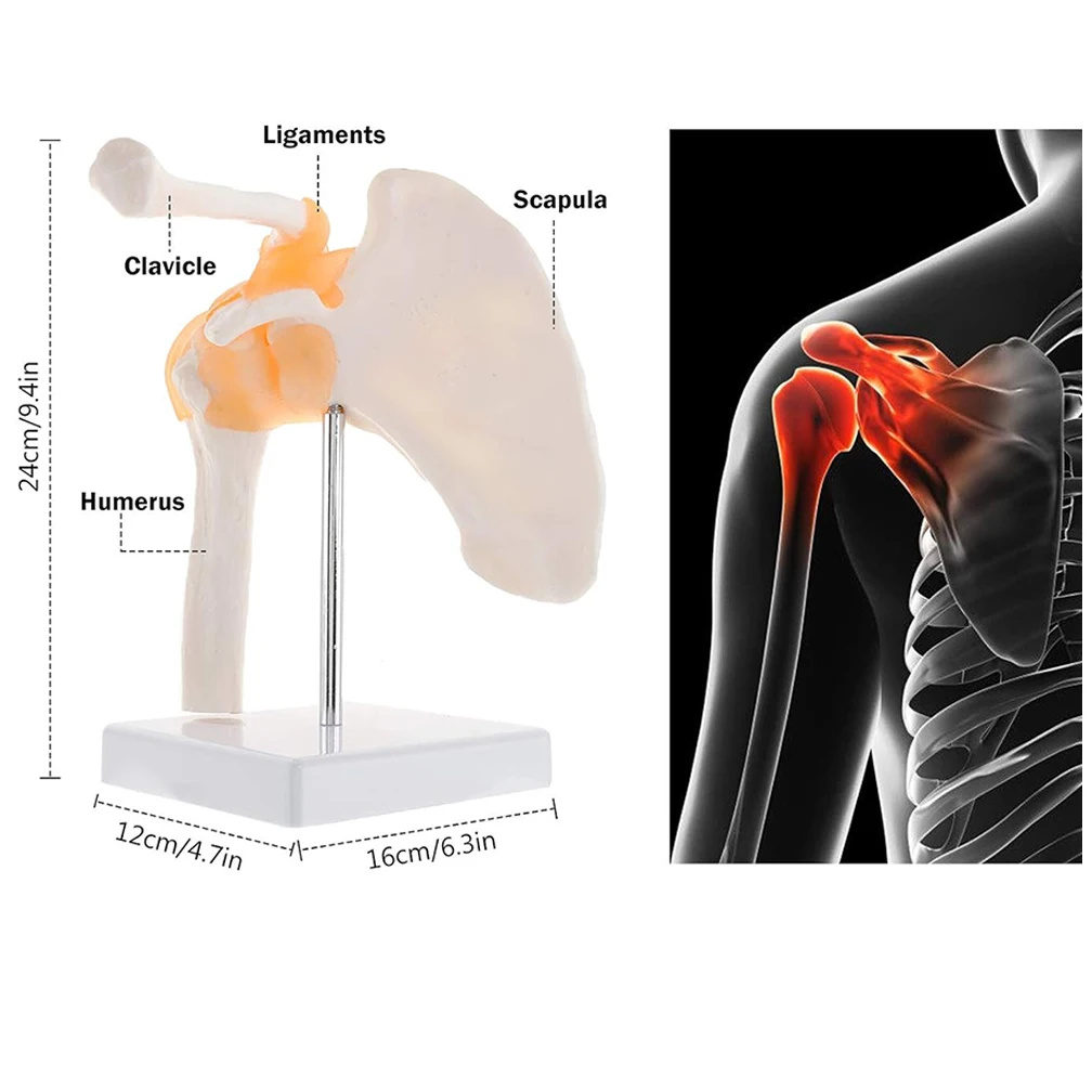 

Adult Functional Anatomical Life Size Human Anatomy Skeleton Shoulder Joint Bone Muscle Model For Science Teaching Study Tools