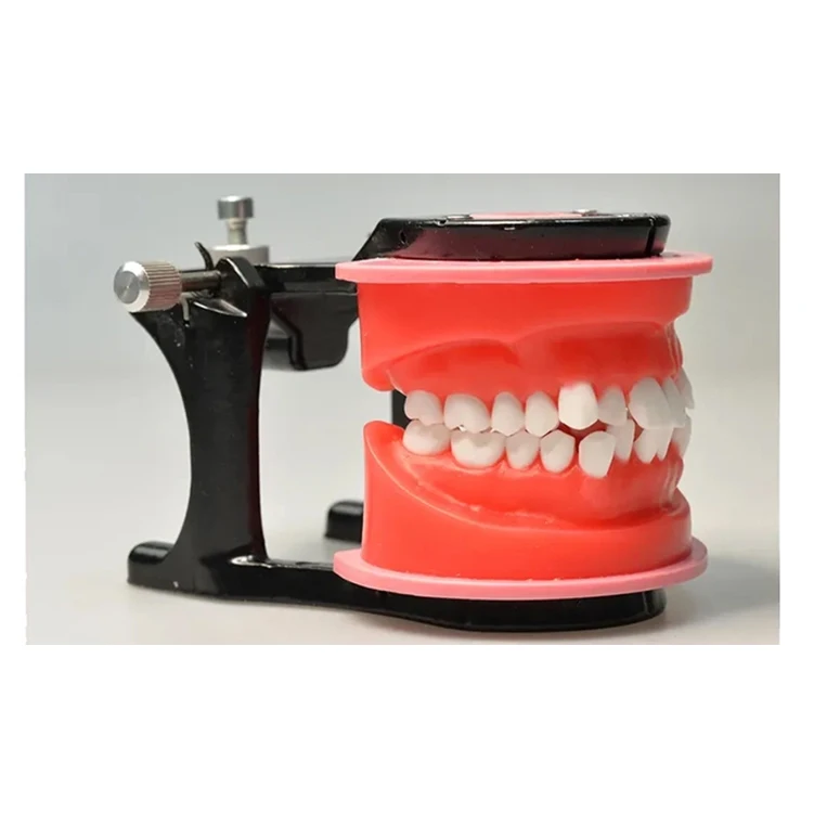 Waxed typodont Den tal typodont orthodontics model wax teeth training practice arch wire system
Waxed typodont Den tal typodont orthodontics model wax teeth training practice arch wire system