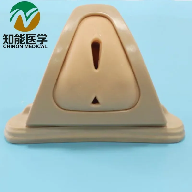 Модель MQ188 для обучения искусственному разрезу и швов
Модель MQ188 для обучения искусственному разрезу и швов