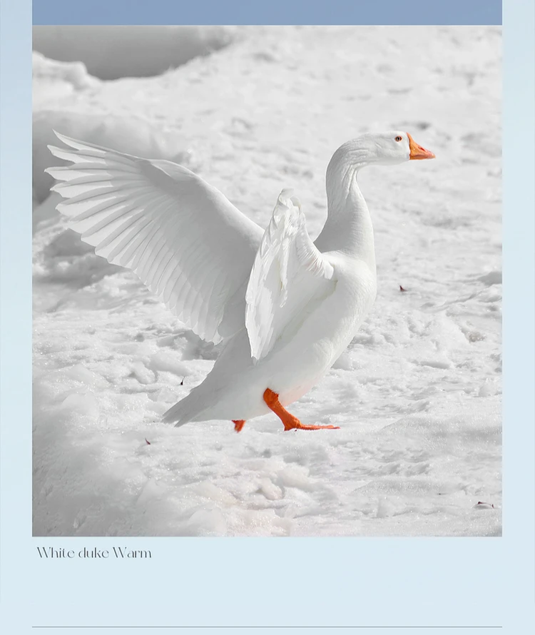 SENTUBILA Hooded Puffer Down Coat for Women 2024 Winter Lightweight Warmth 90% White Duck Down Short Jacket Outerwear W44Y55965 SENTUBILA Hooded Puffer Down Coat for Women 2024 Winter Lightweight Warmth 90% White Duck Down Short Jacket Outerwear W44Y55965