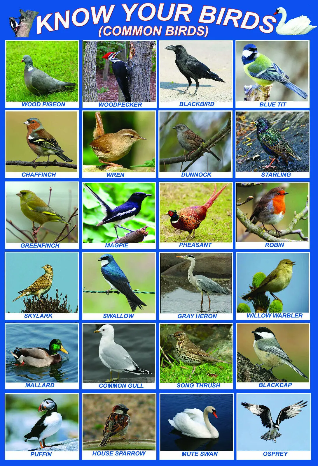 BIRDS garden educational kids teaching school wild Art print Silk poster Home Wall Decor
BIRDS garden educational kids teaching school wild Art print Silk poster Home Wall Decor