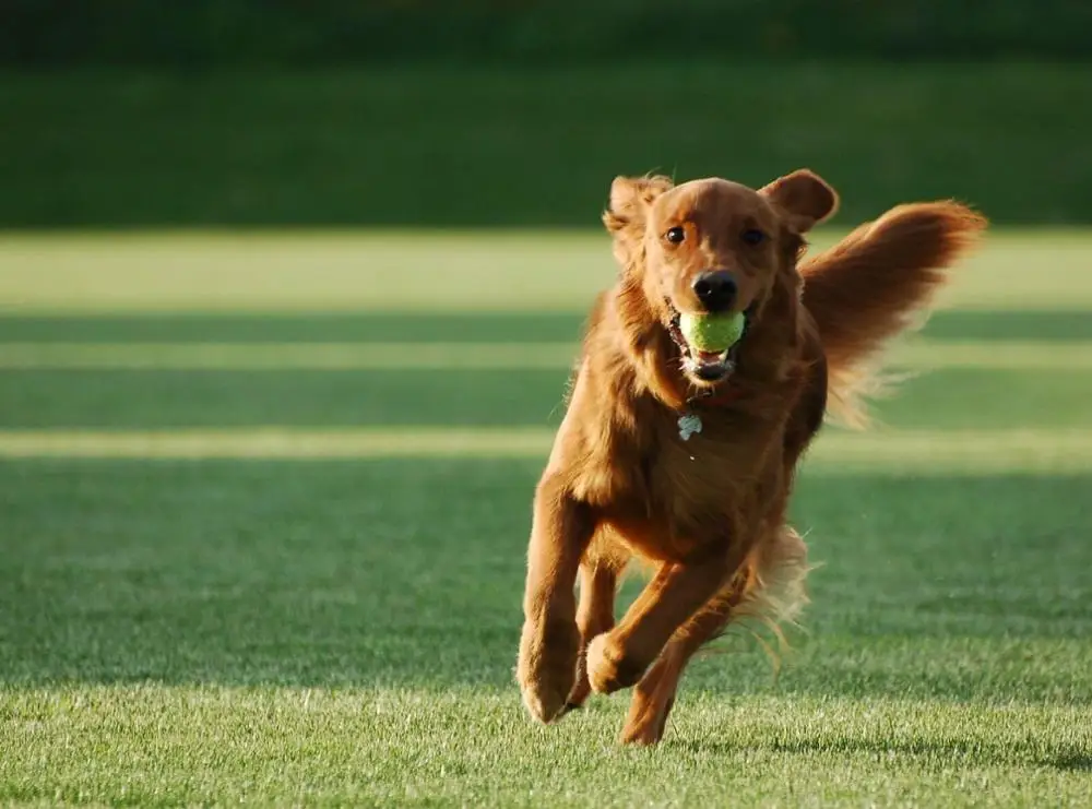 dog running and playing with a ball wall affiche Art print Silk poster Home Wall Decor
dog running and playing with a ball wall affiche Art print Silk poster Home Wall Decor
