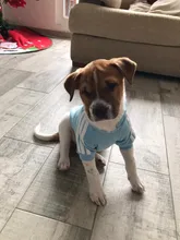 Adidog-ropa de invierno para mascotas, sudaderas pequeñas y de perro de talla mediana, ropa para cachorros, sudadera para perros, Chihuahua, novedad de 2020