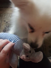 Pet-Toys Duck-Pig Squeak Chew Funny Elephant Fleece Durability Dog Cat Popular Sound-Toy