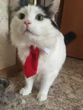 Corbata Formal para perro y gato, esmoquin, Collar de lazo para perro y gato, accesorios para mascotas, traje para perros medianos y pequeños