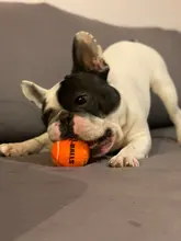 Q-MONSTER Dog Toy Set Thick Walled Natural Rubber Squeak Chew Balls for Dogs Tennis Interactive