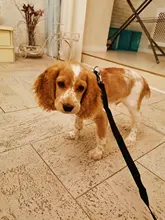 Breathable Mesh Small Dog Pet Harness and Leash Set Puppy Cat Vest Harness Collar For