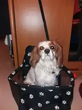 Dog Carriers Hammock Car-Seat-Cover Walking-Bags Basket Puppy-Supplies-Products Pet Folding