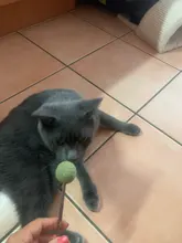 Productos para mascotas Gato juguetes hierba gatera Natural Lollipop forma mascotas Molar dientes juguete del gato Navidad Año nuevo regalo