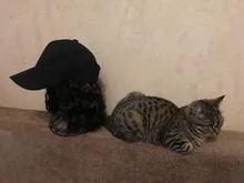 Gorra de béisbol corta de 10 pulgadas para niña, gorro de béisbol con pelo sintético de moda Bob, pelucas de fibra resistente al calor para exteriores