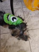 T-Shirt Small Dogs Cartoon Chihuahua Fashion Hot Cute for Pet-Dog-Clothes Cat