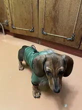 Hoodie Clothing Pet-Jacket Dog-Coat Small Dogs Chihuahua For Yorkshire Winter Cotton