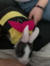 Arnés pequeño con forma de abeja para mascotas, arnés para hámster, con correa