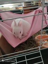 Hammock Swing-Toys Pet Hamster Pets Chinchilla Guinea-Rabbit-Samll Breathable Kitten