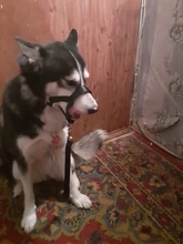 Collar de cabeza de entrenamiento para perros, arnés de nailon con cuello Halter, creativo, para todas las estaciones