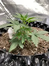 Medidor de humedad de suelo de plantas, impermeable, Sensor de agua para plantas de jardín, flores, probador húmedo, instrumento de prueba #25