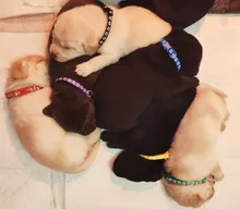 Bell-Collars Camo-Bell Safety Adjustable Wholesale Fashion Nylon 24pcs with Delicate