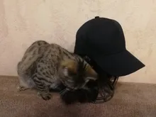 Gorra de béisbol corta de 10 pulgadas para niña, gorro de béisbol con pelo sintético de moda Bob, pelucas de fibra resistente al calor para exteriores