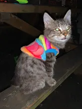 Ropa de Gato cálida para gatos, ropa de primavera y Gato, de lana suave, gatito, gatito, abrigos para gato, chaqueta, disfraces