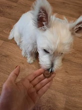 Etiquetas de identificación personalizadas para perros y gatos, colgante con nombre, dirección, Collar