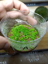 Maceta de cristal para Acuario decoración para peces, musgo de planta Coral, Copa cilíndrica, decoración de Acuario, adorno para plantación de césped