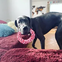 Rope-Rings Toys Molar Teeth-Bite-Resistant Large Dog Chew-Toy Dog-Medium Cotton 1PC