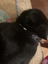 Collar Gato genial con tachuelas de cuero para perros pequeños, medianos, Chihuahua, 5 colores