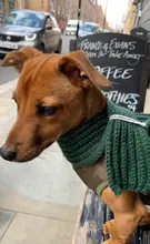 Scarf Jacket Dogs French Bulldog Winter Plush-Coat Pet-Dog Cotton Warm Thick for Puppy-Ropa-Perro