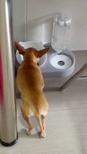 Dispensador de agua automático para bol de gato 2 en 1, almacenamiento de agua automático, cuenco de comida para perros y gatos, contenedor de comida con agua, alimentador para mascotas