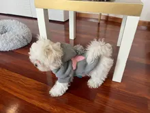 Sweater Puppy-Dog French Bulldog PETCIRCLE Teddy Chihuahau Winter Autumn Starfish Nordic