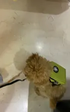 Mochilas de nailon para perros, ropa Lisa a la moda, bonito cachorro de peluche ajustable, producto para mascotas, talla S y L