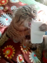 Herramienta de aseo para mascotas, cepillo multiusos para recoger el pelo de perros, gatos y cachorros de compañía, 1 Uds.